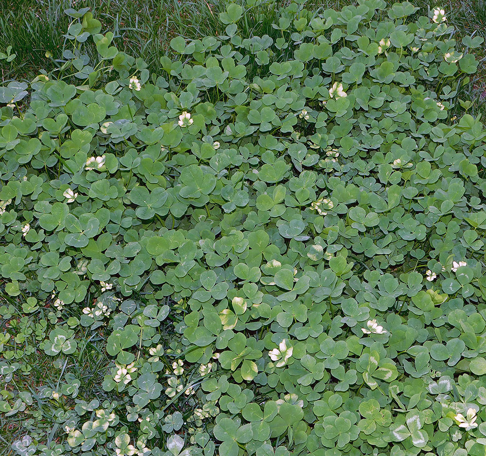 Изображение особи Trifolium repens.