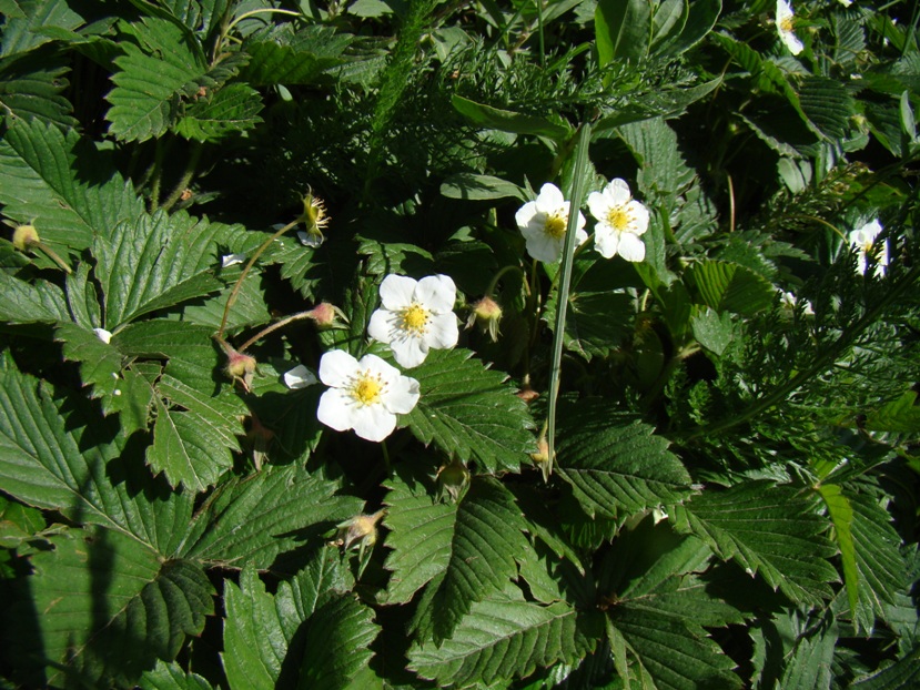 Изображение особи Fragaria viridis.