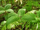 Chloranthus serratus