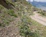 Echinops sphaerocephalus. Цветущее растение. Кабардино-Балкария, Черекский р-н, окр. с/п Верхняя Балкария, левый борт долины р. Хашхасу, ≈ 2100 м н.у.м., мелкощебнистая россыпь из ожелезнённого песчаника. 31.07.2024.