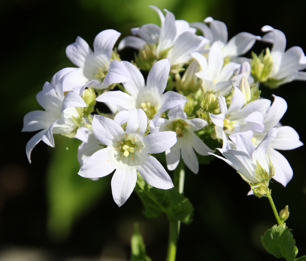 Изображение особи Gadellia lactiflora.