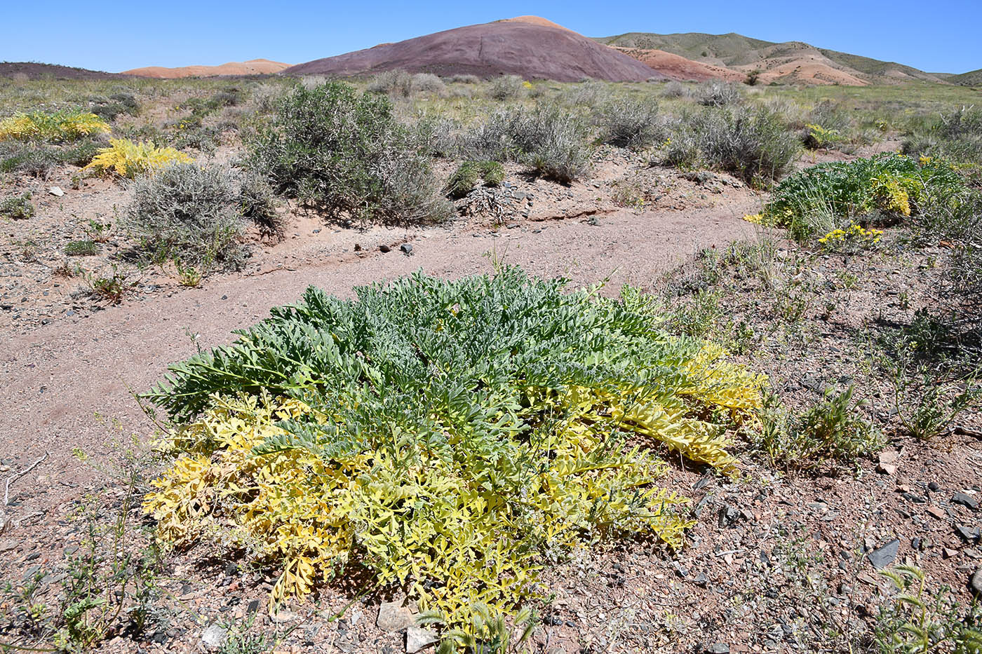 Image of Ferula iliensis specimen.