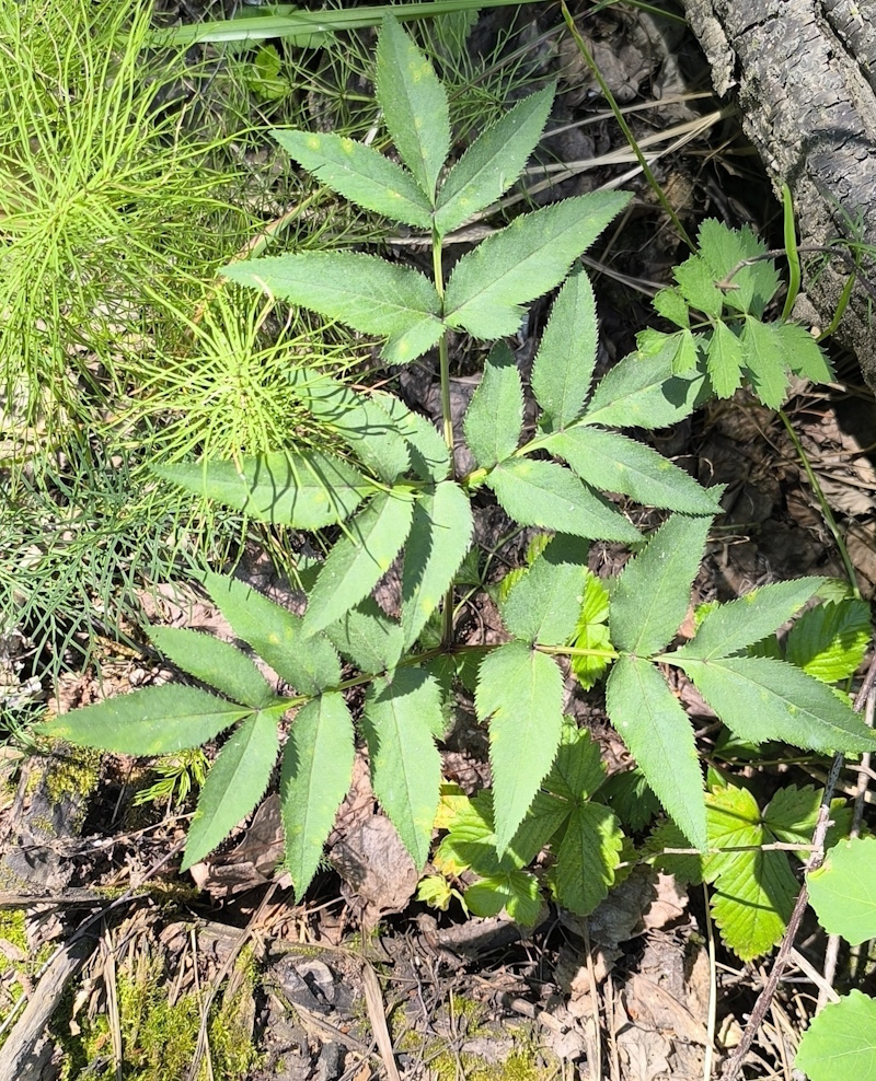 Image of Angelica sylvestris specimen.