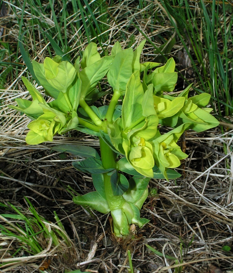 Image of Euphorbia fischeriana specimen.