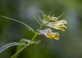 View full-size image Melampyrum laciniatum