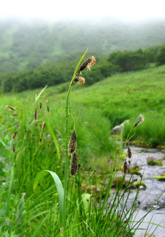 Image of genus Carex specimen.