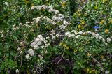 View full-size image Spiraea canescens