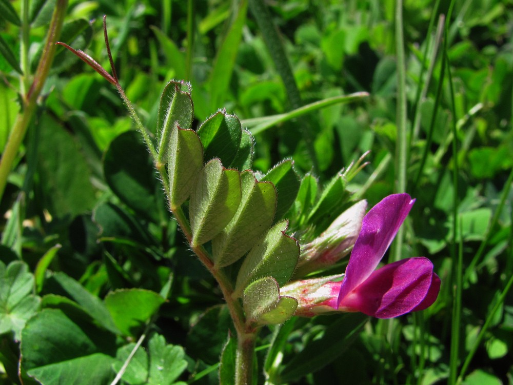 Image of Vicia cordata specimen.