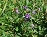 View full-size image Medicago sativa