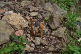 View full-size image genus Orobanche