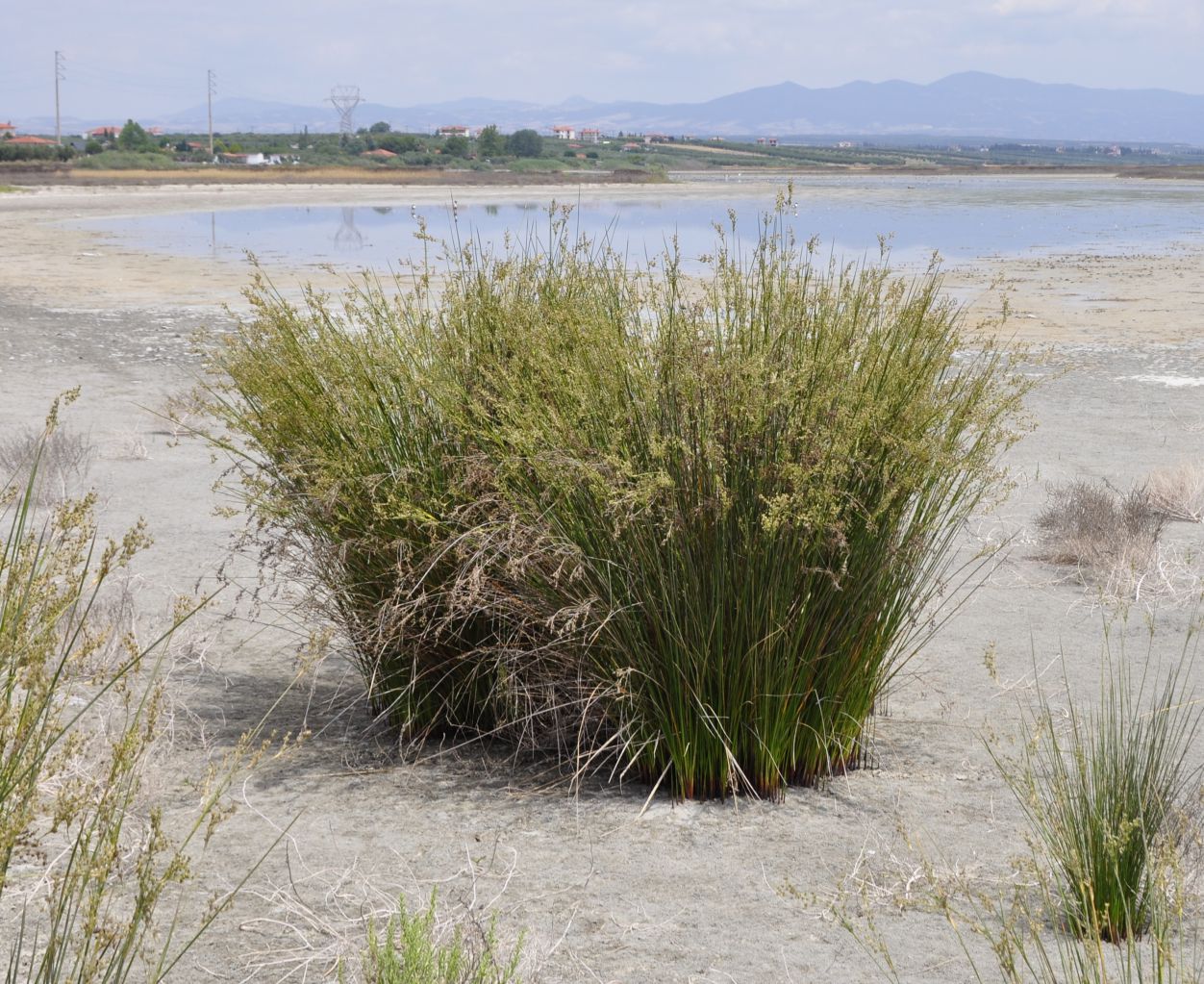 Изображение особи Juncus maritimus.