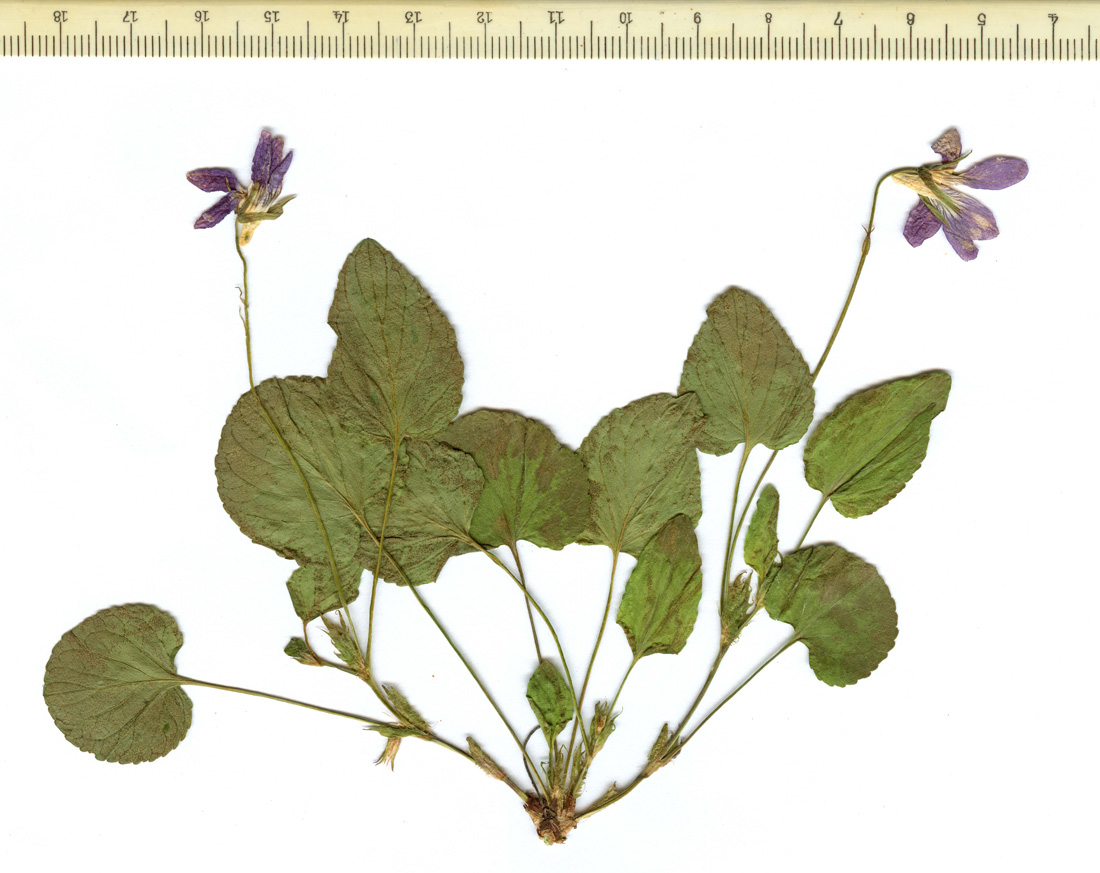 Image of Viola isopetala specimen.