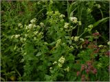 Origanum vulgare. Цветущие растения (белая форма). Тверская обл., Ржевский р-н, р. Волга, окр. переката Рождественский, заливной луг. 9 июля 2011 г.