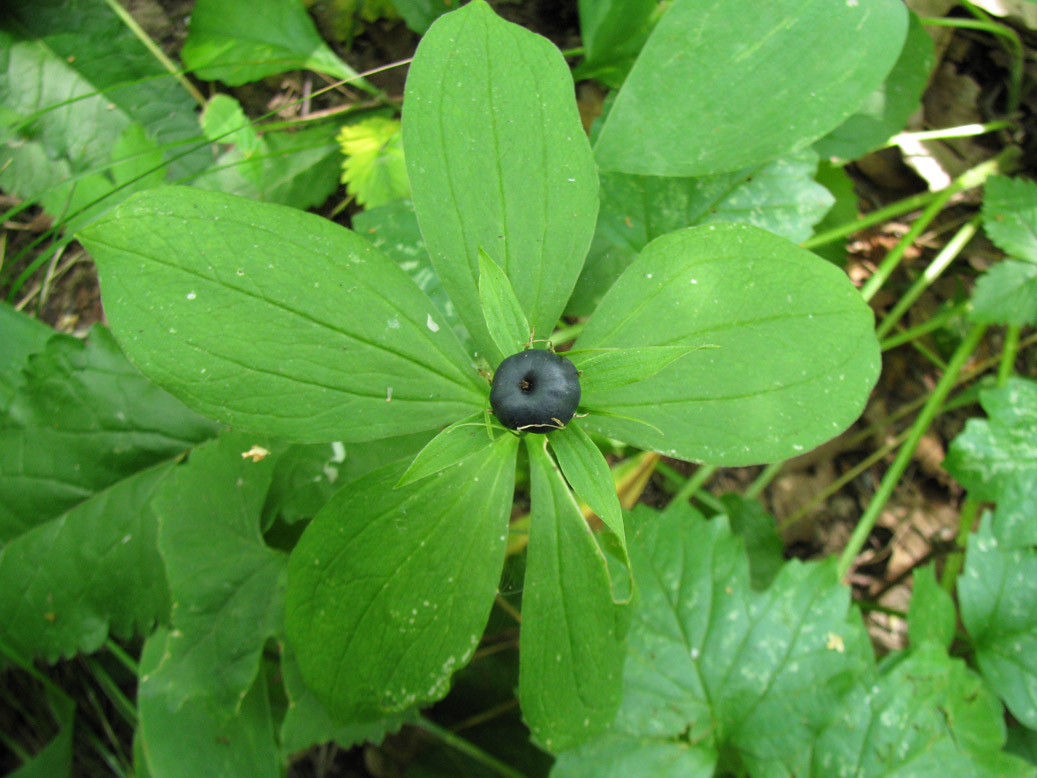 Image of Paris quadrifolia specimen.