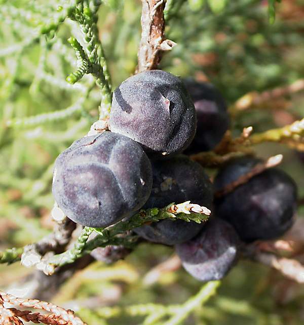 Image of Juniperus excelsa specimen.