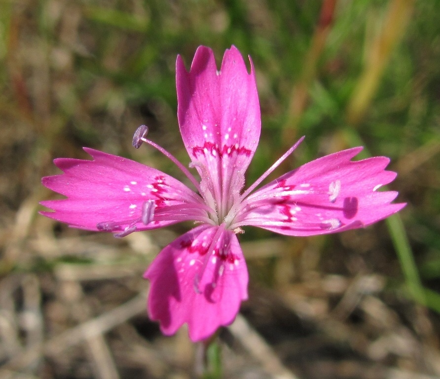 Изображение особи Dianthus deltoides.