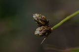 Isolepis setacea