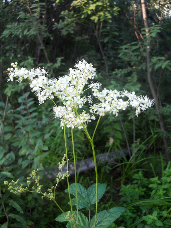 Изображение особи Filipendula ulmaria.