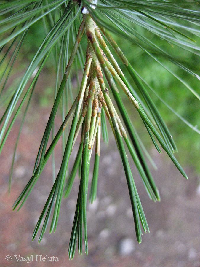 Изображение особи Pinus strobus.