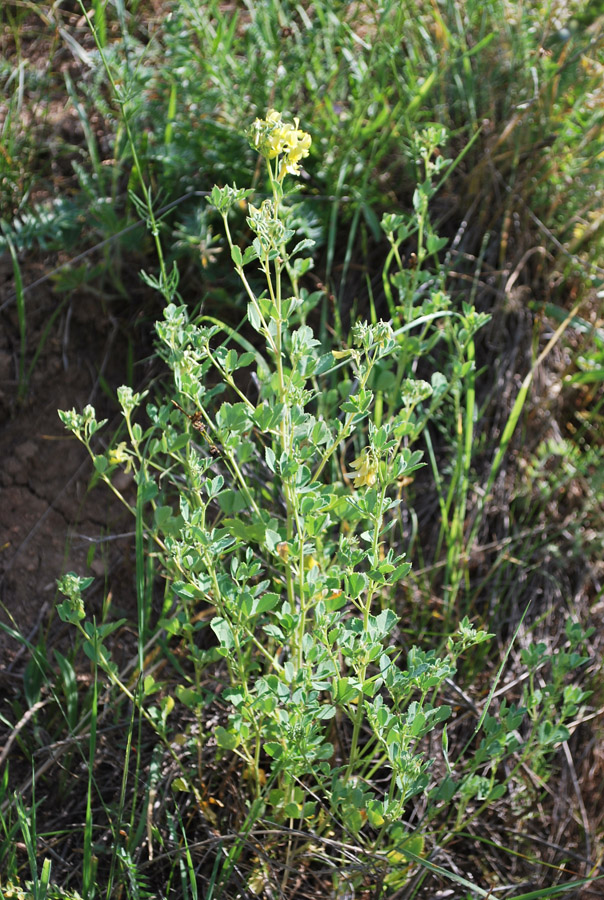 Image of genus Melilotoides specimen.