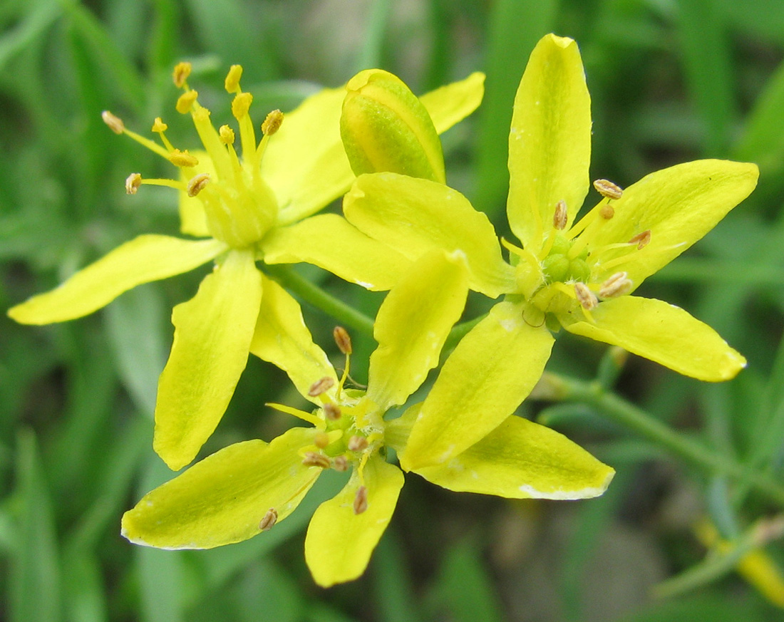 Image of Haplophyllum dauricum specimen.