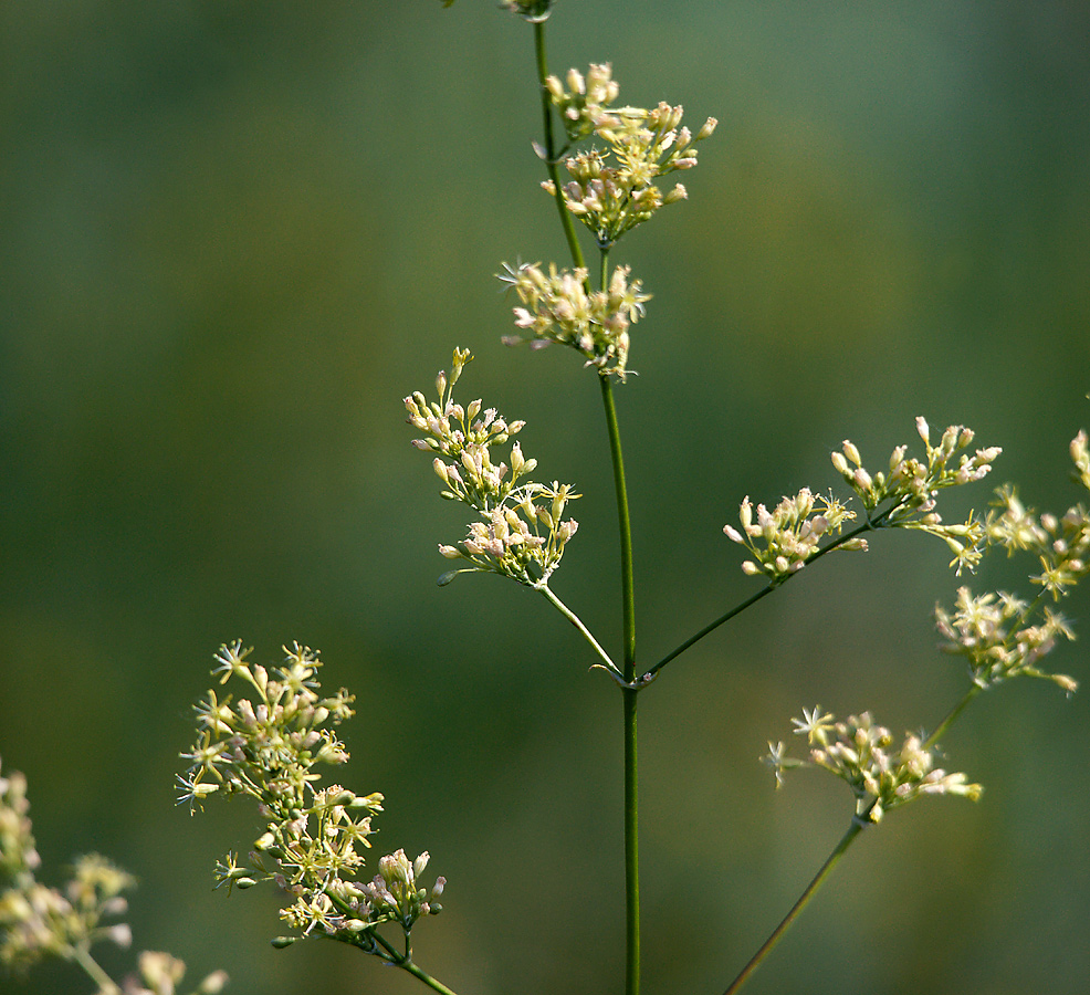 Изображение особи Silene chersonensis.