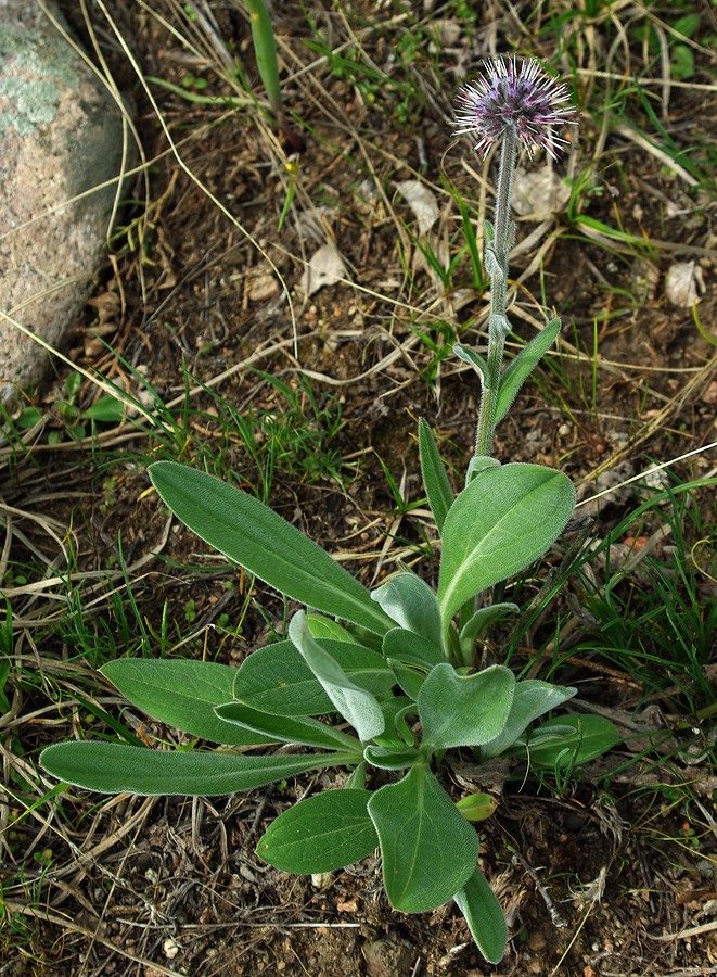 Image of Solenanthus karateginus specimen.