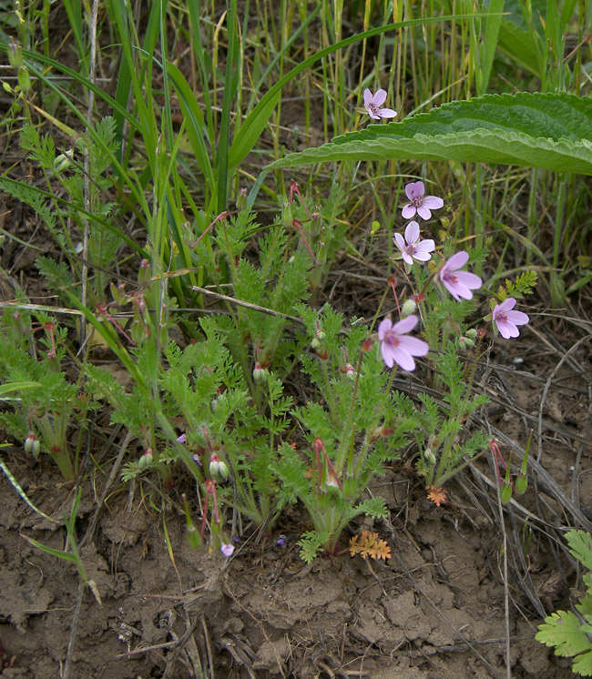 Изображение особи Erodium cicutarium.