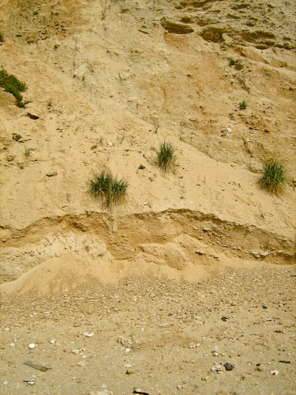 Image of Elytrigia juncea specimen.