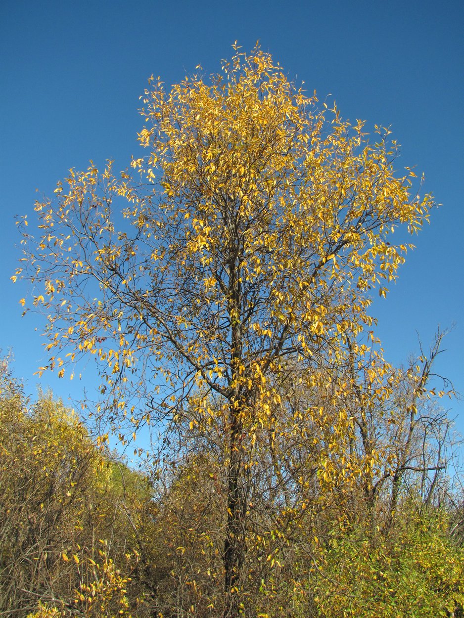 Изображение особи Salix pentandra.