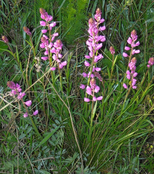 Image of Polygala cretacea specimen.