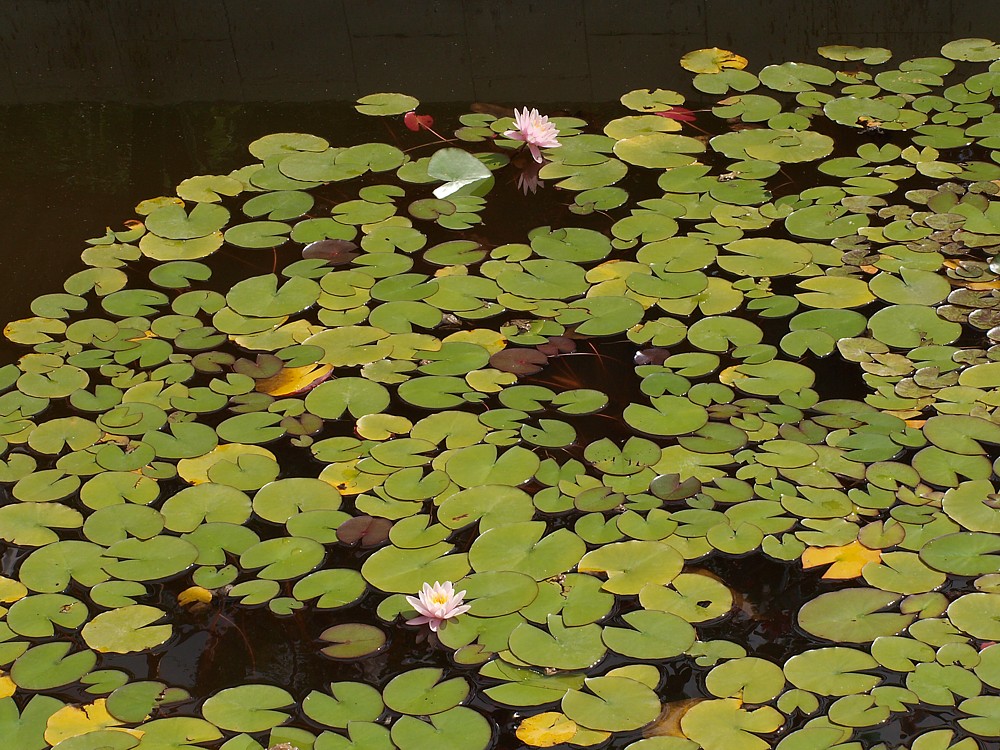 Image of genus Nymphaea specimen.