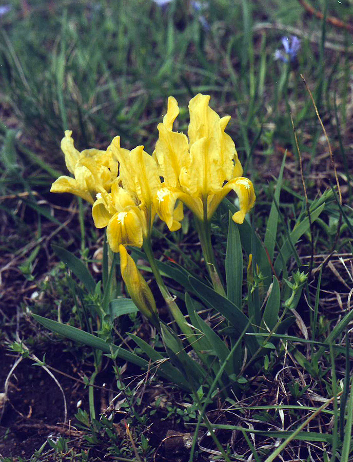 Image of Iris pumila specimen.