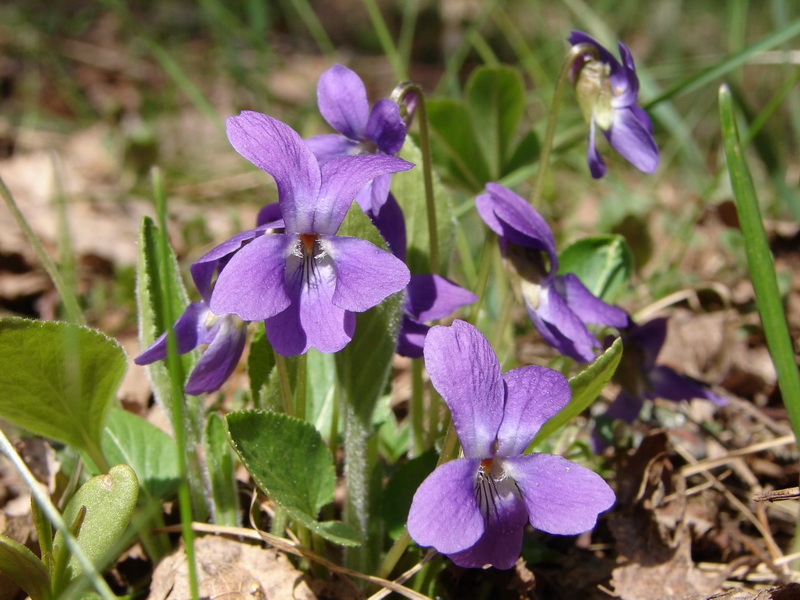 Image of Viola hirta specimen.