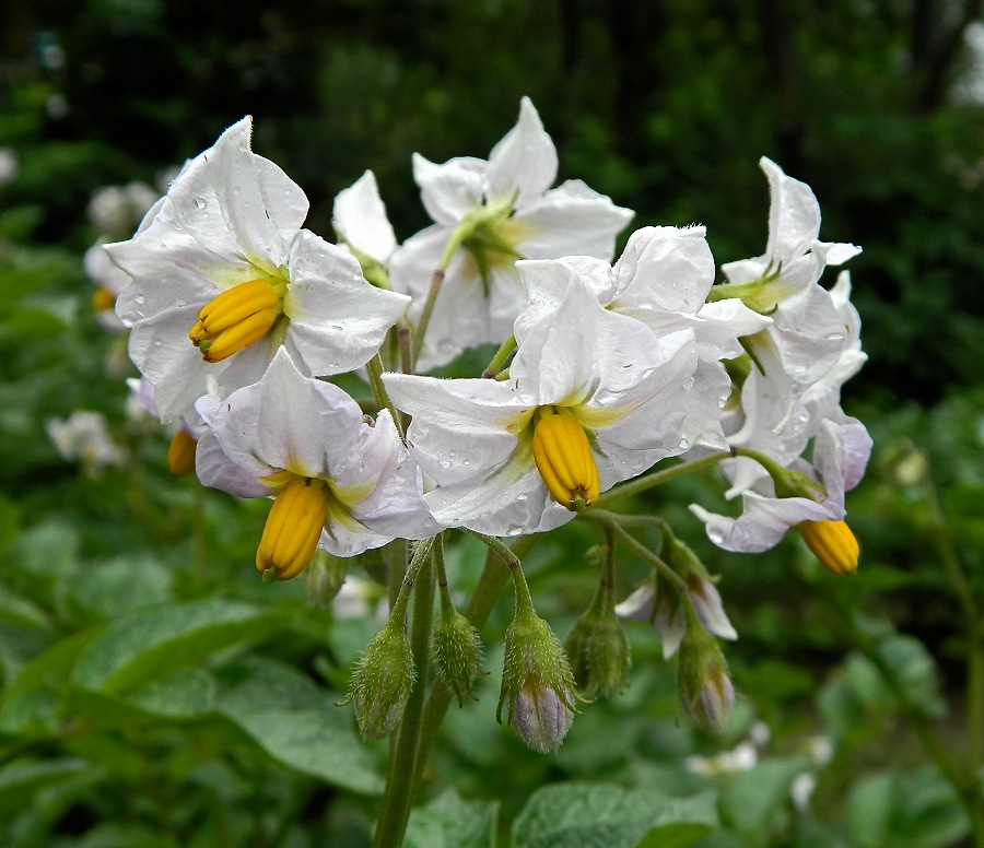 Изображение особи Solanum tuberosum.