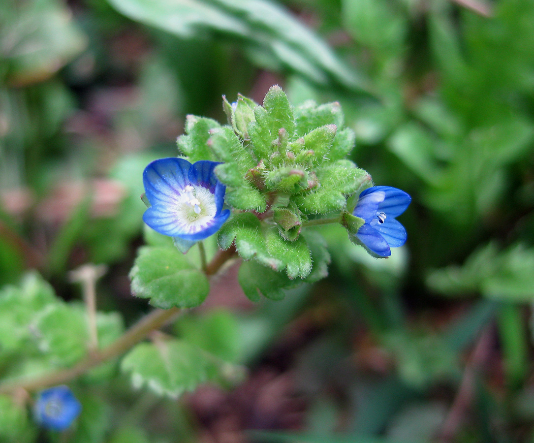 Image of Veronica polita specimen.