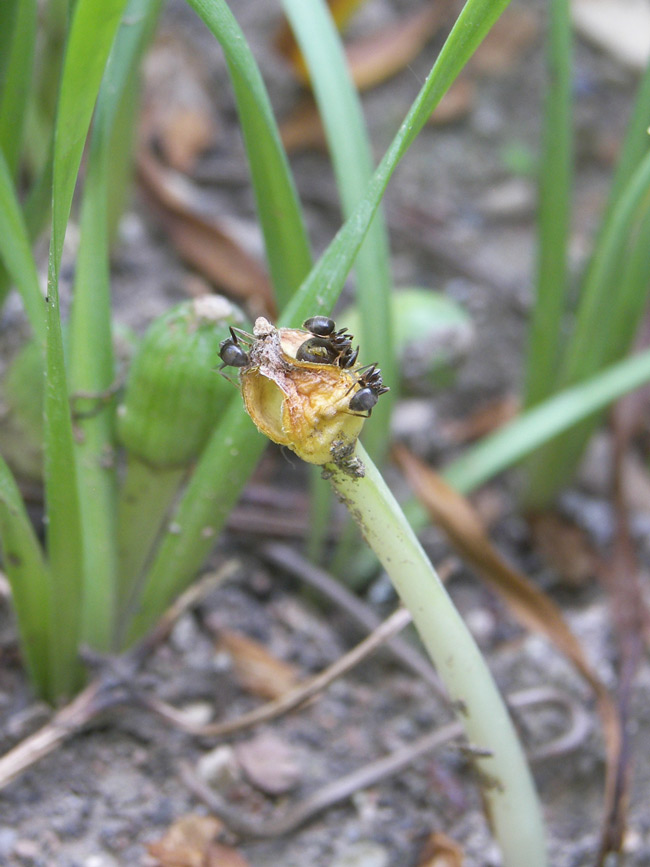 Image of Sternbergia colchiciflora specimen.