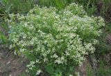 Crambe tataria. Цветущее растение. Татарстан, Бавлинский р-н. 13.05.2012.