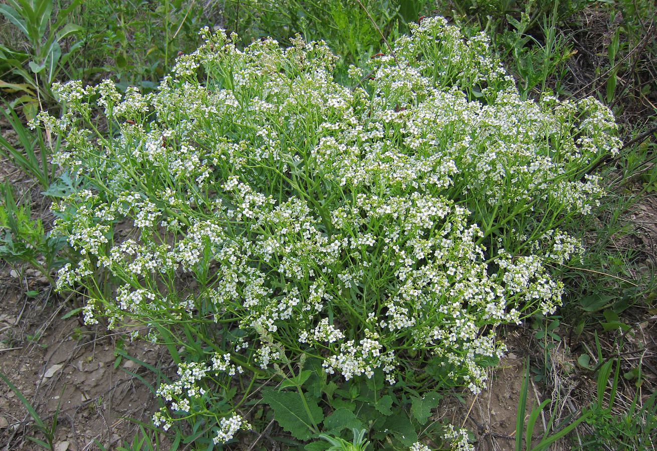 Image of Crambe tataria specimen.