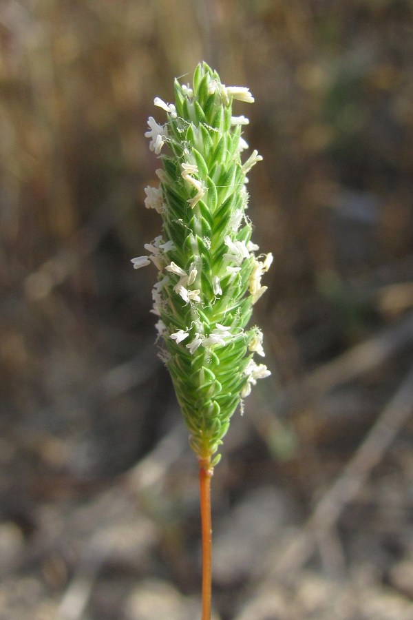 Image of Phleum subulatum specimen.