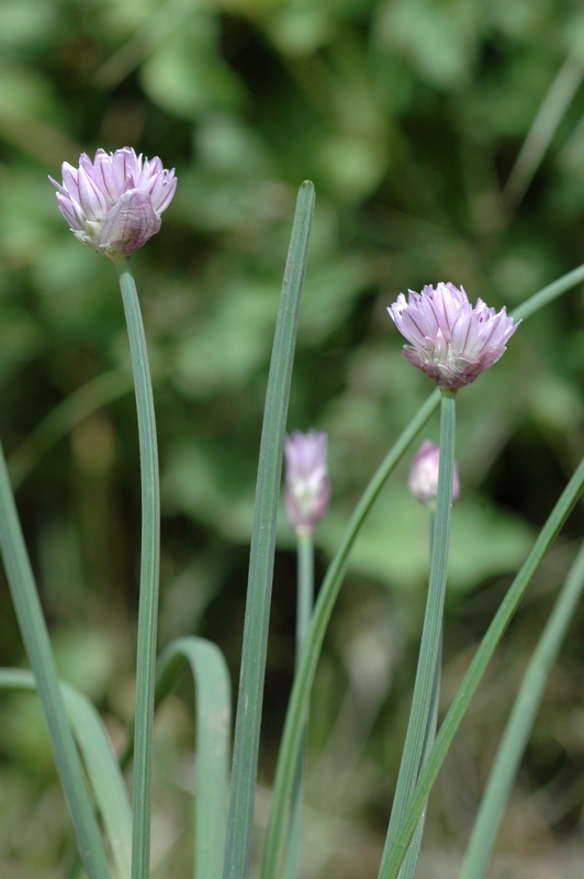 Image of Allium ivasczenkoae specimen.