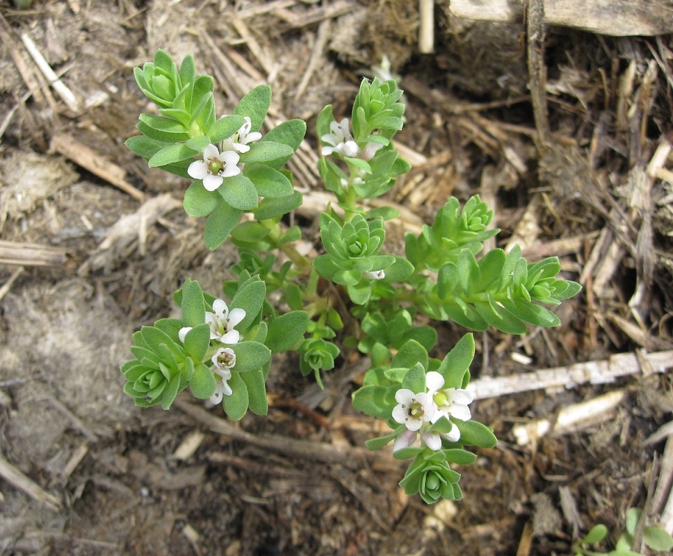 Image of Glaux maritima specimen.