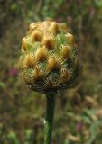 Centaurea orientalis