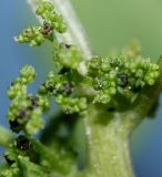 Lipandra polysperma. Развивающееся соцветие. Германия, г. Кемпен, у дороги. 28.06.2012.