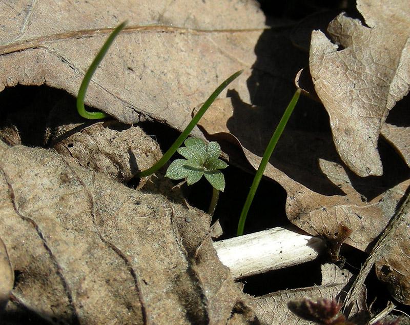 Image of Adoxa moschatellina specimen.