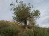 Populus diversifolia