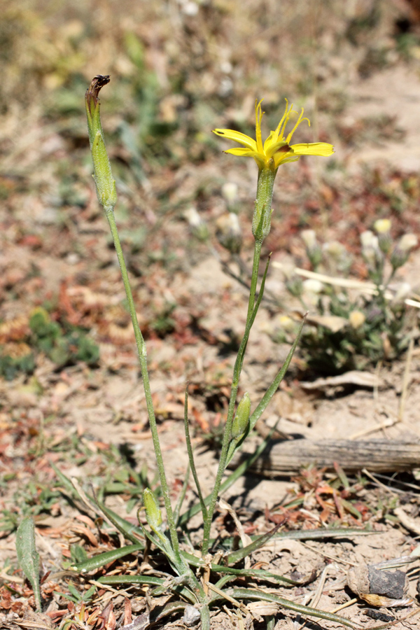 Изображение особи Scorzonera turkestanica.