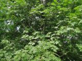Sorbus commixta. Крона молодого дерева. Сахалин, окр. г. Южно-Сахалинска. Июнь 2012 г.