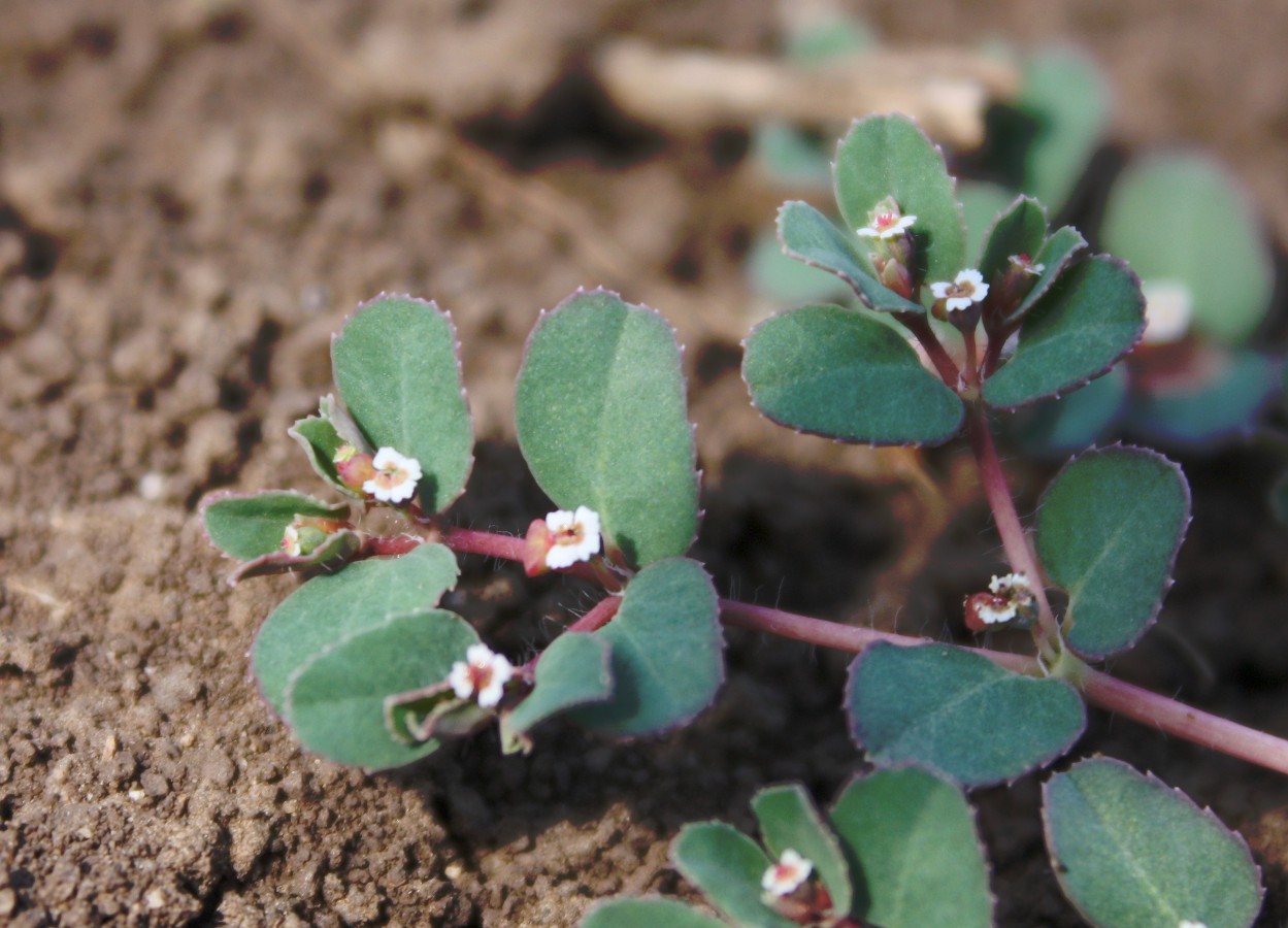 Image of Euphorbia canescens specimen.