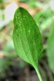 Ranunculus flammula